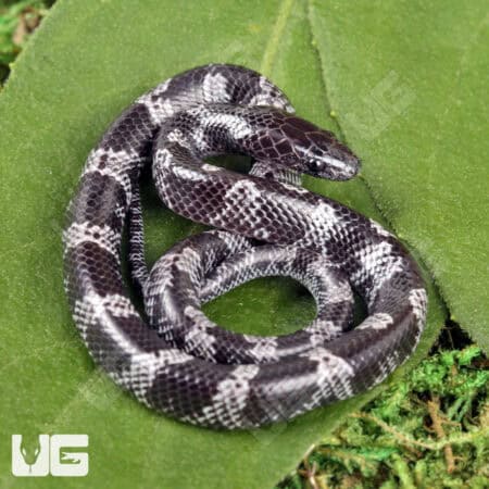 Baby African Wolf Snakes (Lycophidion capense) For Sale - Underground Reptiles