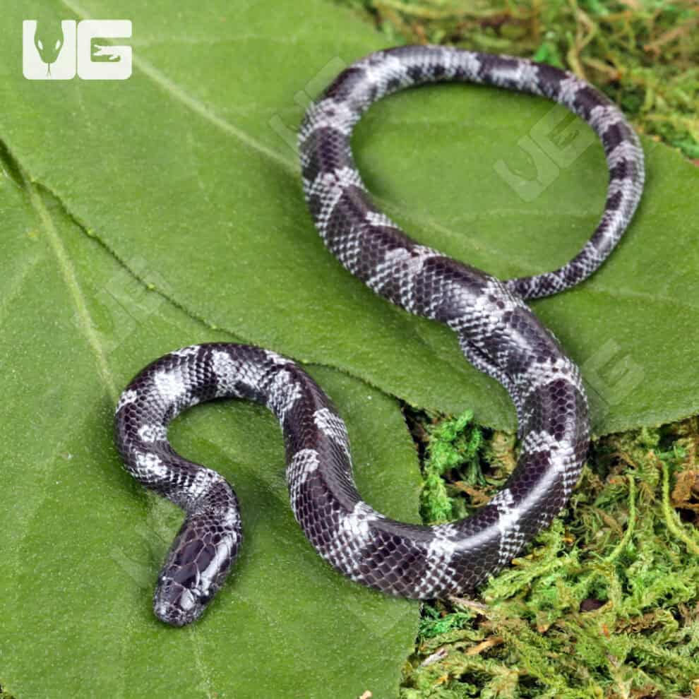 Baby african wolf snakes lycophidion capense for sale underground