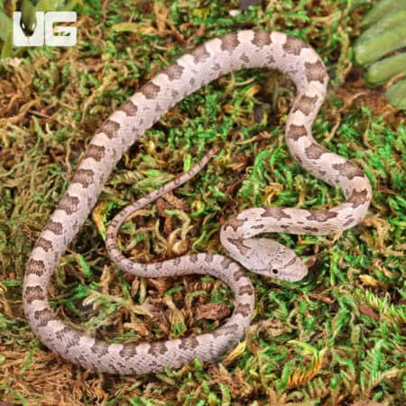 Yearling Yellow Ratsnakes for sale - Underground Reptiles