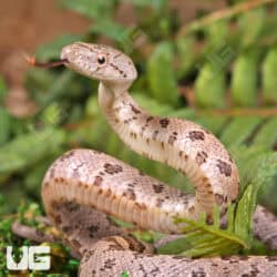 Yearling Yellow Ratsnakes for sale - Underground Reptiles