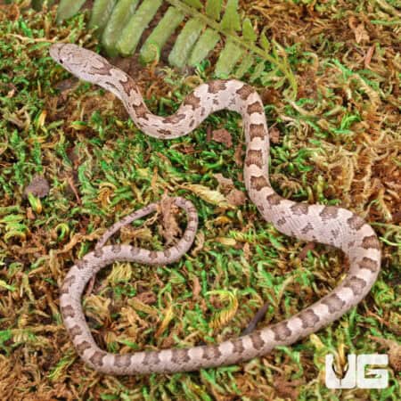 Yearling Yellow Ratsnakes for sale - Underground Reptiles