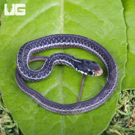 Electric Blue Garter Snakes For Sale - Underground Reptiles
