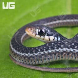 Electric Blue Garter Snakes For Sale - Underground Reptiles