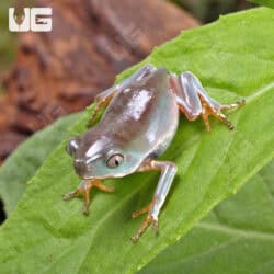 Baby Giant Waxy Monkey Tree Frogs For Sale - Underground Reptiles