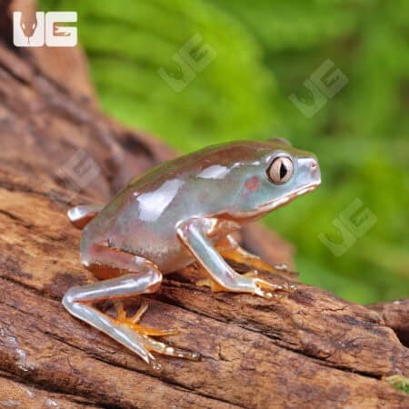 Baby Giant Waxy Monkey Tree Frogs For Sale - Underground Reptiles
