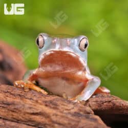 Baby Giant Waxy Monkey Tree Frogs For Sale - Underground Reptiles