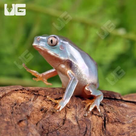 Baby Giant Waxy Monkey Tree Frogs For Sale - Underground Reptiles