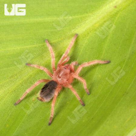 Chilean Rose Hair Tarantula (Grammostola rosea)  For Sale - Underground Reptiles