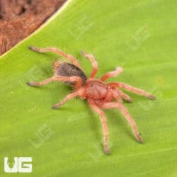 Chilean Rose Hair Tarantula (Grammostola rosea)  For Sale - Underground Reptiles