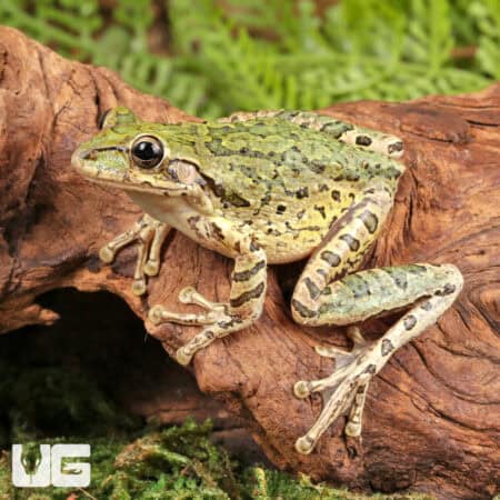Cuban Tree Frogs For Sale - Underground Reptiles