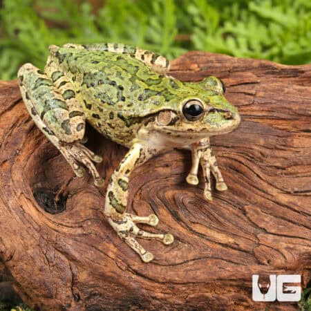 Cuban Tree Frogs For Sale - Underground Reptiles