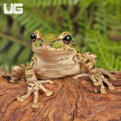 Cuban Tree Frogs For Sale - Underground Reptiles