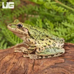 Cuban Tree Frogs For Sale - Underground Reptiles