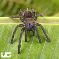 Vietnam Electric Blue Earth Tiger Tarantula (Chilobrachys sp) For Sale - Underground Reptiles