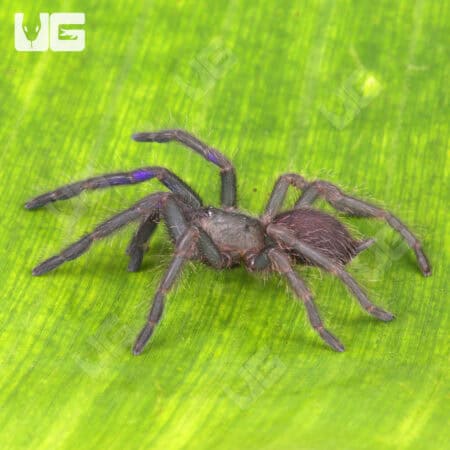 Vietnam Electric Blue Earth Tiger Tarantula (Chilobrachys sp) For Sale - Underground Reptiles