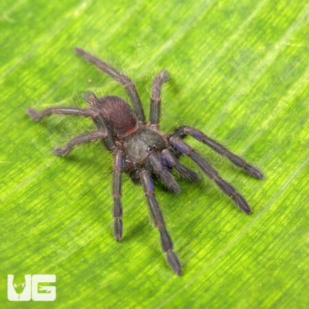 Vietnam Electric Blue Earth Tiger Tarantula (Chilobrachys sp) For Sale - Underground Reptiles