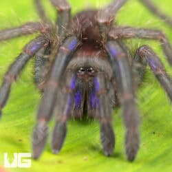 Vietnam Electric Blue Earth Tiger Tarantula (Chilobrachys sp) For Sale - Underground Reptiles