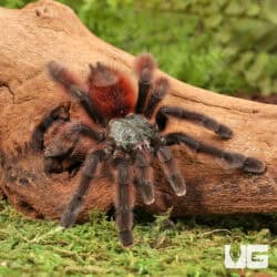 Antilles Pinktoe Tarantulas For Sale - Underground Reptiles