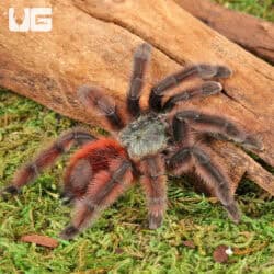 Antilles Pinktoe Tarantulas For Sale - Underground Reptiles