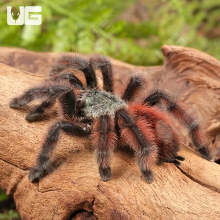 Antilles Pinktoe Tarantulas For Sale - Underground Reptiles