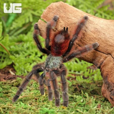 Antilles Pinktoe Tarantulas For Sale - Underground Reptiles