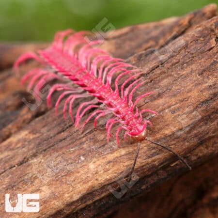 Pink Dragon Millipede, a vibrant and fuzzy invertebrate, resting on a piece of wood.
