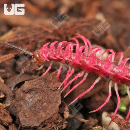 Close-up of a vibrant pink fuzzy millipede on soil.