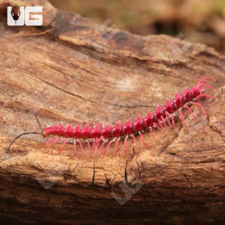 Bright pink fuzzy millipede crawling on wood surface.