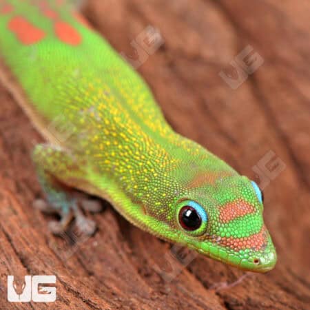 Gold Dust Day Geckos For Sale - Underground Reptiles