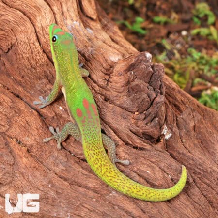 Gold Dust Day Geckos For Sale - Underground Reptiles