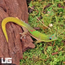 Gold Dust Day Geckos For Sale - Underground Reptiles