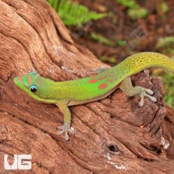 Gold Dust Day Geckos For Sale - Underground Reptiles