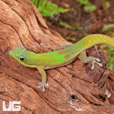 Gold Dust Day Geckos For Sale - Underground Reptiles