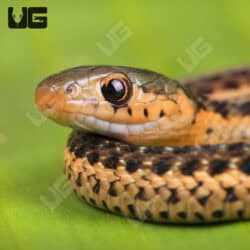 Baby Gold Eastern Garter Snakes For Sale - Underground Reptiles