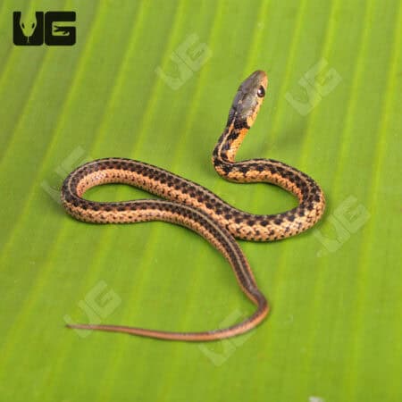 Baby Gold Eastern Garter Snakes For Sale - Underground Reptiles