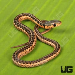 Baby Gold Eastern Garter Snakes For Sale - Underground Reptiles