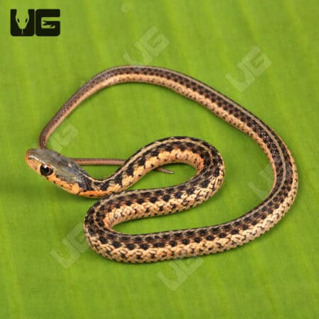 Baby Gold Eastern Garter Snakes For Sale - Underground Reptiles