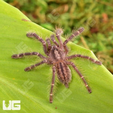 Gooty Sapphire Ornamental Tarantulas For Sale - Underground Reptiles