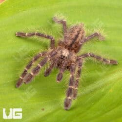 Gooty Sapphire Ornamental Tarantulas For Sale - Underground Reptiles