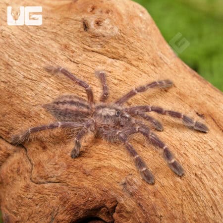 Gooty Sapphire Ornamental Tarantulas For Sale - Underground Reptiles