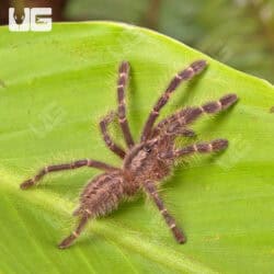 Gooty Sapphire Ornamental Tarantulas For Sale - Underground Reptiles