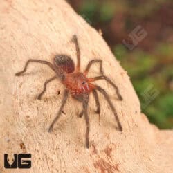 Guarani Giant Tarantulas (Grammostola grossa)  For Sale - Underground Reptiles