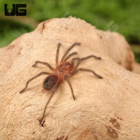 Guarani Giant Tarantulas (Grammostola grossa)  For Sale - Underground Reptiles