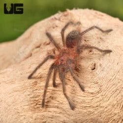 Guarani Giant Tarantulas (Grammostola grossa)  For Sale - Underground Reptiles