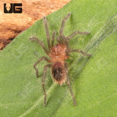 Guarani Giant Tarantulas (Grammostola grossa)  For Sale - Underground Reptiles