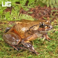 Hairy Frogs For Sale - Underground Reptiles