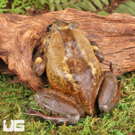 Hairy Frogs For Sale - Underground Reptiles
