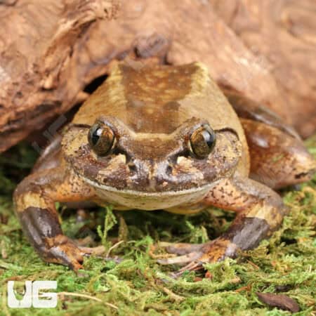 Hairy Frogs For Sale - Underground Reptiles