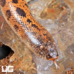 High Gold Saharan Sand Boas (Eryx muelleri) For Sale - Underground Reptiles