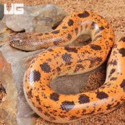 High Gold Saharan Sand Boas (Eryx muelleri) For Sale - Underground Reptiles